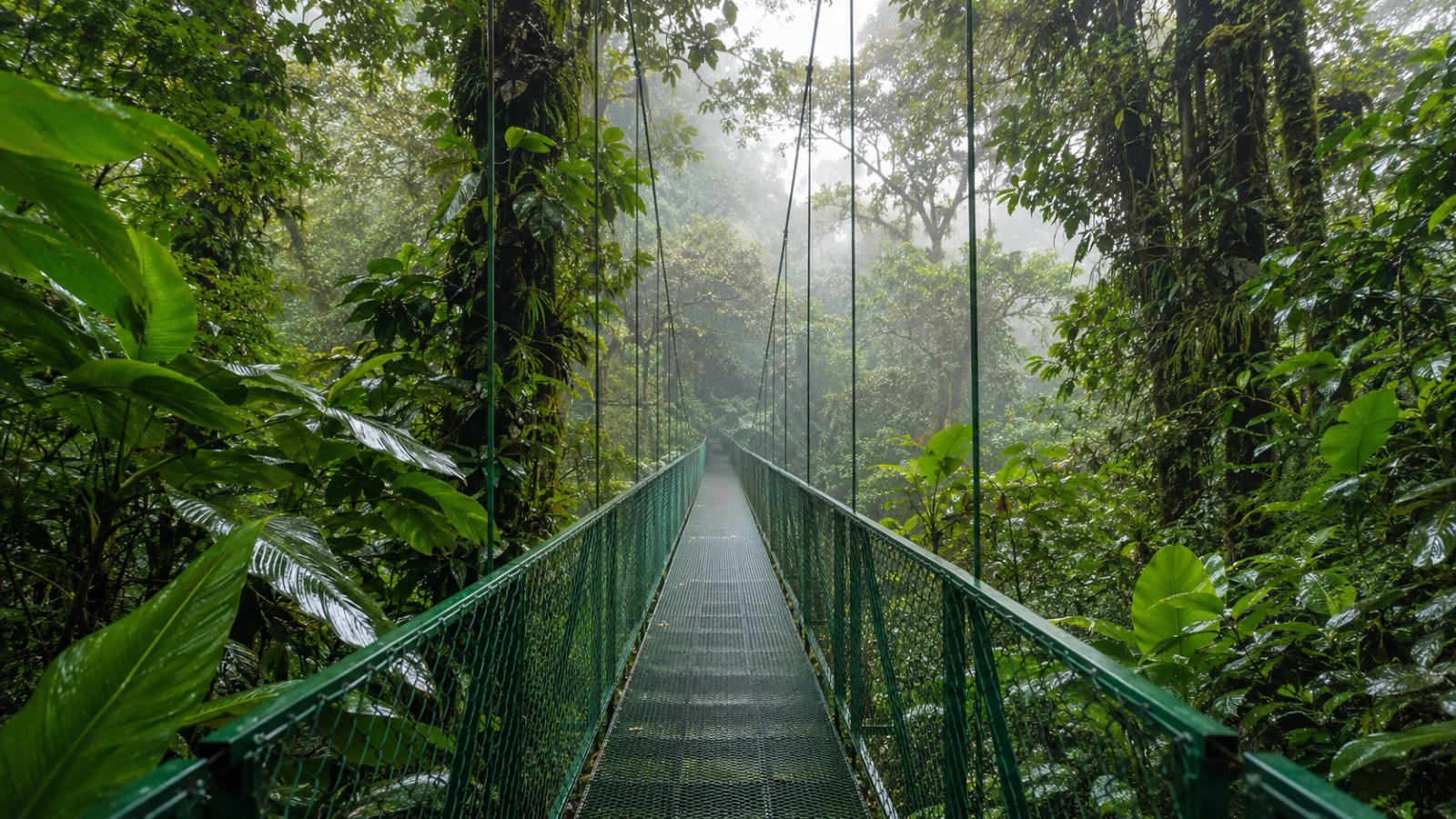 Hanging bridge through the Monteverde cloud forest canopy