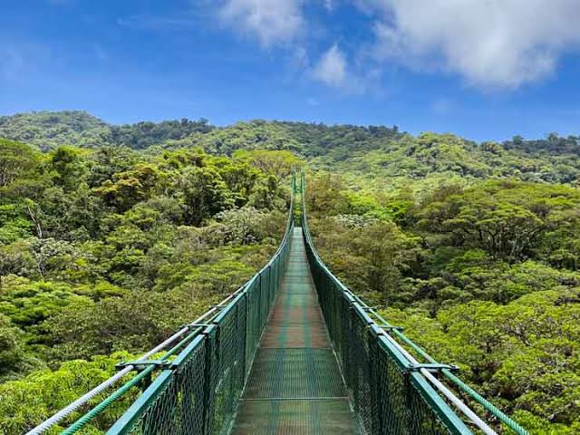 Trail through Monteverde Cloud Forest Preserve
