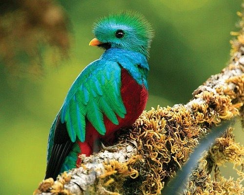 Colibri hummingbird in Monteverde cloud forest